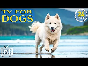 24 Hours of TV for Dogs with Separation Anxiety: Videos for Dogs to Prevent Boredom With Dog Music