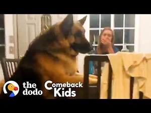 150-Pound German Shepherd Loses 50 Pounds | The Dodo Comeback Kids