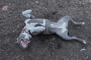 No Page Found - Pitbulls