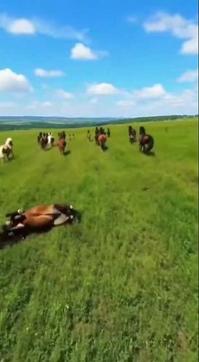 The Unbelievable Life of Wild Horses