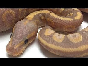 18 INCREDIBLE BALL PYTHON SNAKES! | BRIAN BARCZYK