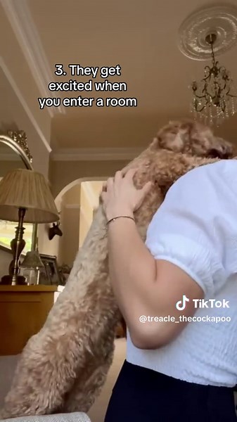 ❤️ #fyp #foryou #foryoupage #cockapoo #puppy #treaclethecockapoo #dogsoftiktok #cockapoolife #tiktokdogs #dog