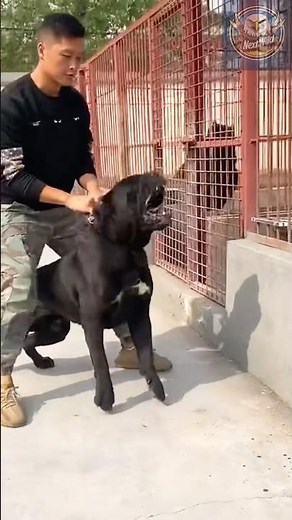 Cane Corso Goes Full Aggression – You’ve Never Seen Power Like This!
