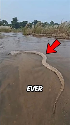 How Do Snakes Drink Water? #facts #animals #wildlife