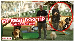 In this video, I teach my favorite dog tip for beginners, the Mexican Halti. Get Your Training Lead Here! - https://www.amazon.com/Cesar-Millan-Leash-Training-Regular/dp/B071PDPZK6?th=1 Remember it is our job as pack leaders to know how to use the tools we have to create the outcome we want. It is important to have a calm confident energy when teaching your pack. Dogs learn nose, eyes, and ears. LINK FULL VIDEO: https://youtu.be/599ui09KFJs #betterhumansbetterplanet | Cesar Millan