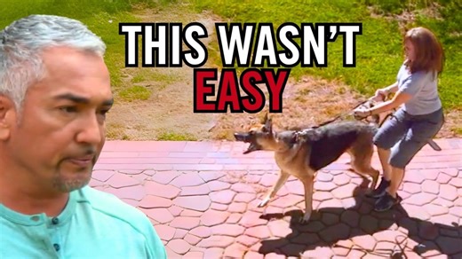 Ovechkin is a German Shepherd with serious dog problems. He’s so territorial and unpredictable that he bit his pet parent’s sister, leaving her with stitches and emotional trauma. The family is shaken, scared, and unsure if they can keep living like this. For me, this may be one of the toughest cases I’ve faced. It’s not just about aggression, it’s about a lack of boundaries, trust, and calm leadership in the home. I helped Ovechkin’s pet parent confront the truth about his behavior, take respon