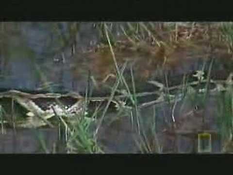 National Geographic - Python Vs Crocodile