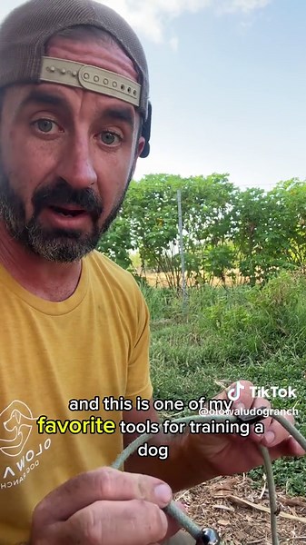 Safe Slip Lead Training for Your Dog