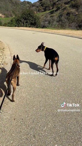 It’s easy to show the wins, training, improvements…. It is a lot harder to show thousands of people your mistakes, but we’re human and I make mistakes which is why I preach doing everything you can to set your dogs up for success. I failed Maverick the minute I gave him too much freedom (even for a second) with tooooo many things going on around him. So it won’t happen again until he’s ready 🖤