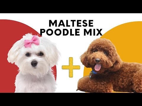 All About Maltese Poodle Mix - Maltipoo