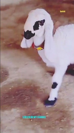 baby sheep #sheep #baby #little #animals #babyanimal #shortfeed #shorts #viral #cow