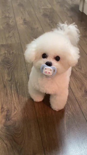 Cute Dog Videos Compilation | Bichon Frise Puppies | Funny Dog Moments