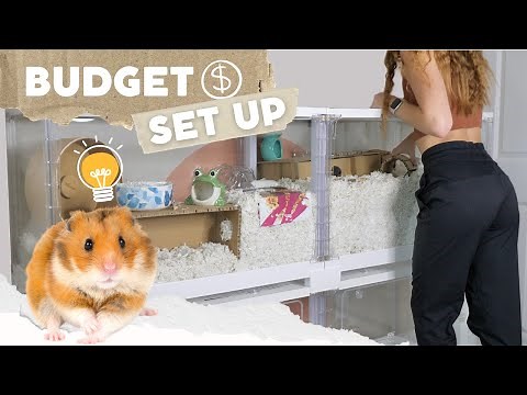 How to Set up a Hamster Cage on a BUDGET 💸
