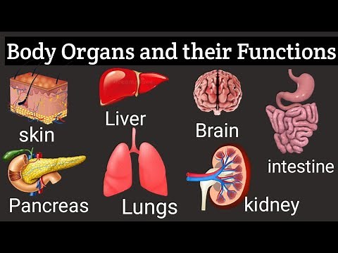 An Introduction to Body Organs and Their Functions: Understanding the Workings of the Human Body