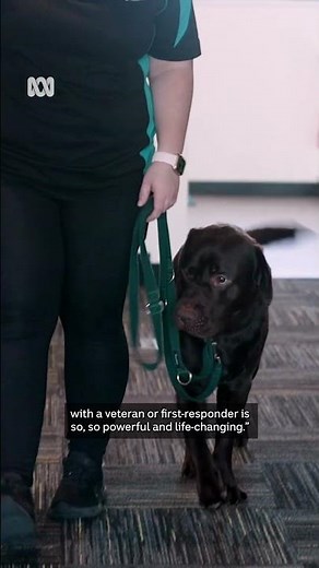 Service dogs changing lives of veterans and first-responders | ABC News
