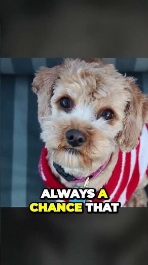 Cavapoo - Coat Types and Colors