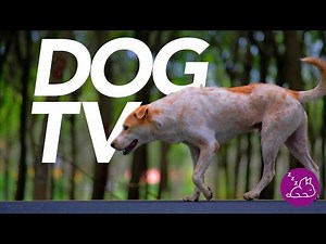 DOG TV - The ULTIMATE Entertainment Experience For Dogs! (2022)