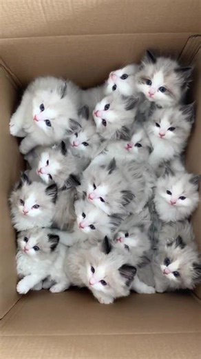 Cute Kittens meowing 🥰😘 #kittens #meowing #cute #cutekittens #kittenslove #fyp