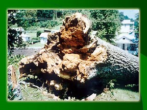 Tree Risk Assessment | Peter Gerstenberger | Tree Care Basics | The Tree Care Industry Association