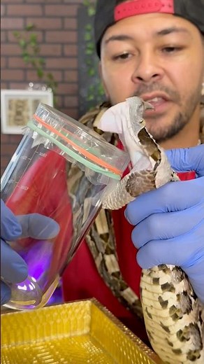 VENOM From The Largest FANGS on EARTH!