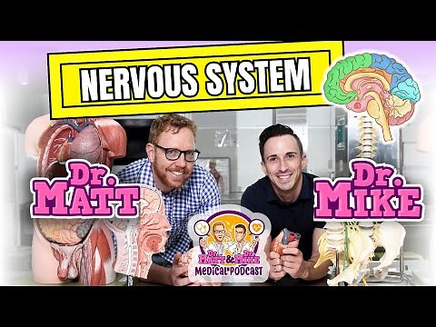Nervous System | Overview
