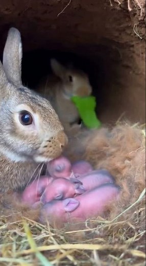 ⭐ Mom Rabbit Just Gave Birth and Dad Brings Food for Her 🥕🐰