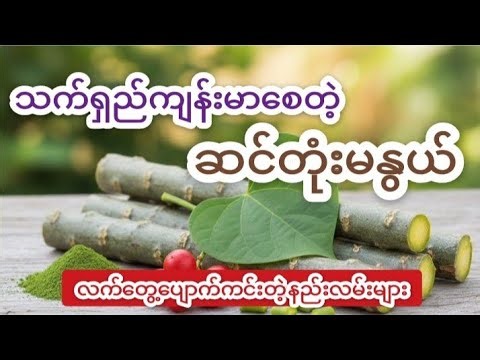 ဆင်တုန်းမနွယ်ရဲ့ လျှို့ဝှက်ချက်များ | Secrets of Heart‑leaved Moonseed