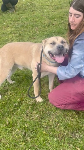 11K views · 153 reactions | Today we are hoping to find homes for more of our dogs that have been here so long. Ive brought in a team of volunteers to help me. Please like, comment and share to help them get more exposure. | Animal Haven Ireland | Facebook