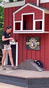 121K views · 2K reactions | The Barnyard Bonanza is a fast-paced, fun, family-friendly demonstration of barnyard animal behaviors in our Children’s Zoo! See your favorite barnyard animals Thursdays-Mondays at 11:00am and 2:00pm. The Barnyard Bonanza is sponsored by Grippos. | Cincinnati Zoo & Botanical Garden | Facebook
