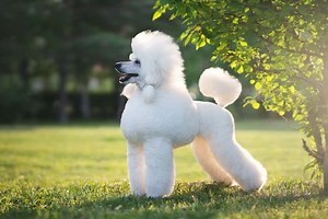 Poodle Progression: Growth Chart, Milestones, and Training Tips