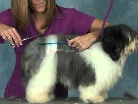 How to Groom a Havanese Jodi Murphy Instructional Series