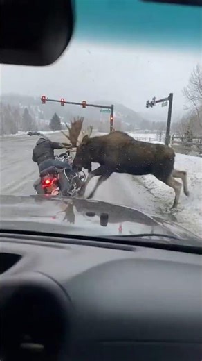 The Biker's LAST Mistake 💀 NEVER Ignore a Bull Moose! ⚠️