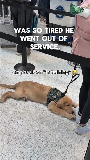 This Service Dog Quit on the Job at Airport Security 😂