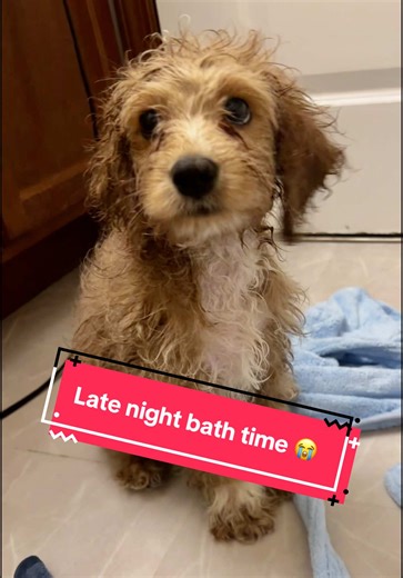 So I have a big day tomorrow and needed a bath tonight. I’m not too happy about it but I do smell pretty good 🤭 #puppy #cockapoo #cockapoosoftiktoks #cockapooclub #cockapoolove #puppytiktok #puppylife #puppydog #puppiesoftiktok #puppieslover #dogsoftiktok #newpuppy #cockapoopuppy #dogtok #babydog