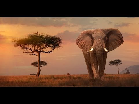 Documentaire Elephants