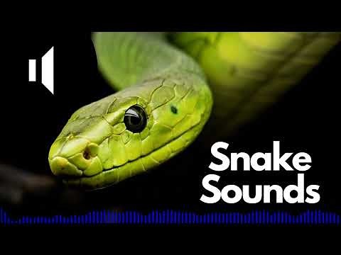 Free Snake Sound Effects (Hissing / Hiss) | No Copyright