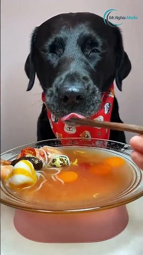 Want a HEALTHY Dog? Watch This NOW