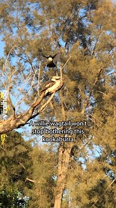 Little man syndrome 🪶🤏🏻😂 #Australia #kookaburra #Wildlife #ViralHog | ViralHog