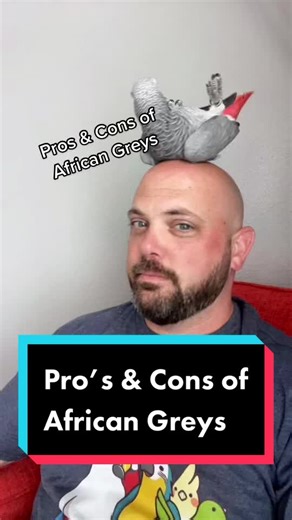 Pro’s & Cons of African Greys #parrotsoftiktok #parrot #africangrey | African Grey Parrot