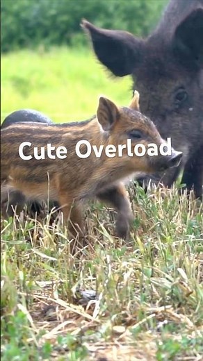 CUTE OVERLOAD! Watch The Cutest Baby Pigs