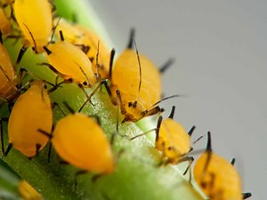 Aphid Predators: What Eats Aphids?