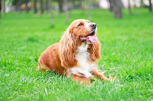Cocker Spaniel Shedding: What's It Like and How to Deal With It