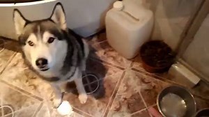Guilty husky can't face the truth! via Kateryna Merkulova | BuzzSharer Huskies