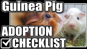 Los Angeles Guinea Pig Rescue volunteer, Scott explains everything you need, and need to know, to get ready to adopt guinea pigs with his handy Guinea Pig Adoption Checklist. Guinea Pig Adoption Checklist 1. Who's Guinea Pigs Are They? 2. Boy or Girl Pigs? Cage mates Matter! 3. What Kind of Cage -8sq Ft Minimum! 4 Must Have Cage Accessories 5. Must Have Guinea Pig Food. Diet and Nutrition Essentials 6. Must Have Play/Bonding Accessories. Comfort and Security 7. Make a Commitment to Their Care an