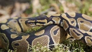Ball Python Species Information, Care Sheet & Facts.mov