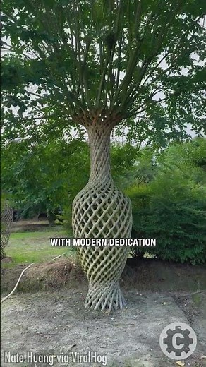 1,300 Years of Art: The Timeless Beauty of Sculpted Crape Myrtle