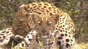 26K views · 451 reactions | Leopard Knock Eagle Out to Save Baby Fails - Cheetah Lions Jaguar Leopard Powerful Big Cat in Africa. | Animal Planet Channel | Facebook