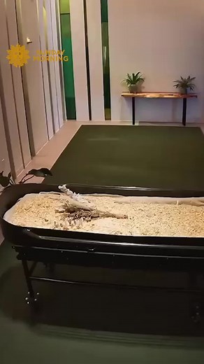 Exploring Human Composting: A Sustainable Alternative to Cremation