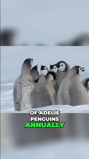 5000-Year-Old Penguin Graveyard: Uncovering Unique Adélie Penguin History in Antarctica