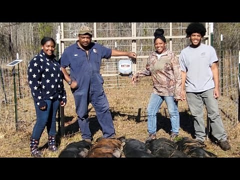 Wild Hog Trapping | Successful First Drop #hog #hunting #trapping #feral #wildlife